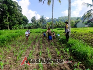 Bhabinkamtibmas Kelurahan Karangasem Pantau Lahan Jagung Dukung Ketahanan Pangan