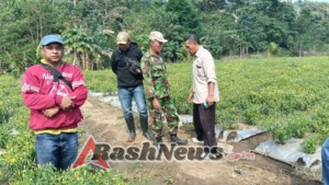 Serka Suherman Bersama Pok Tani Pantau Pertumbuhan Tanaman Cabai