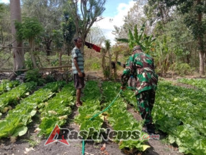 Babinsa Koramil 01/Kota So’e Turun Langsung Bantu Petani Tanam Sayur Picai kumbang