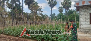 Kebersamaan Babinsa Kuanheun Dan Petani Wujudkan Kemandirian Pangan