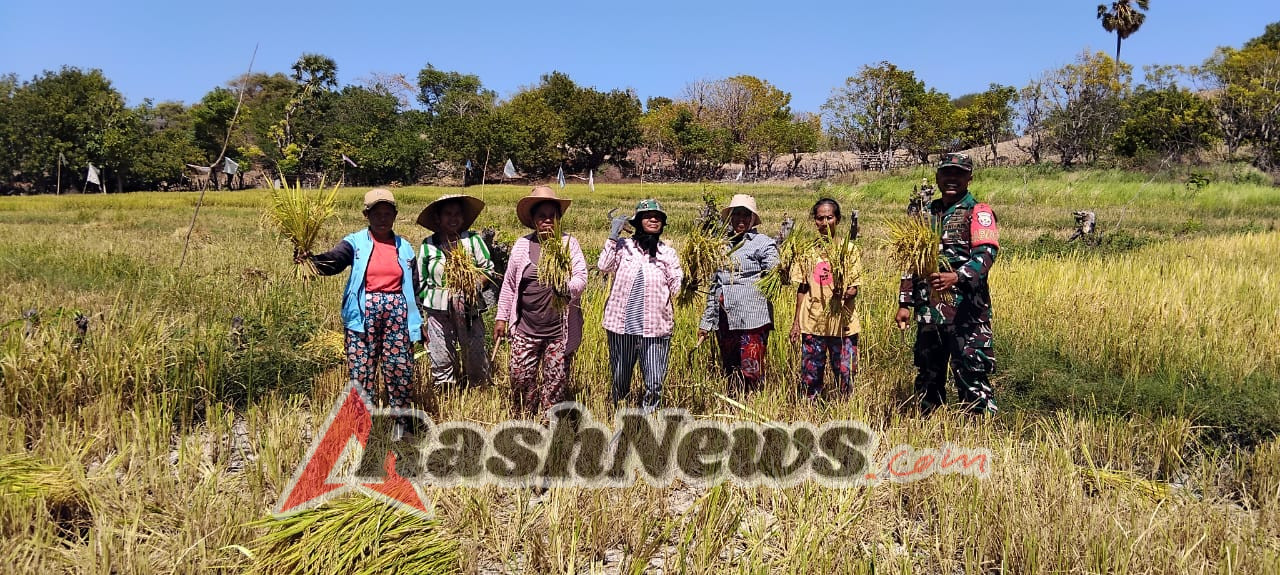 Babinsa Rote Ndao Imbau Petani Jaga Keamanan Saat Bekerja di Sawah