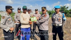 Kapolsek Sukawati dan Puluhan Anggota Tanam Jagung Manis untuk Ketahanan Pangan