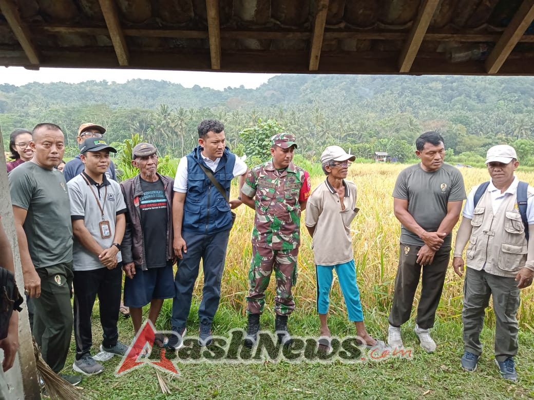 Sinergi Koramil 1623-05/Manggis dengan instansi terkait dalam kegiatan panen padi di wilayah.