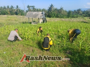Polsek Selemadeg melakukan perawatan tanaman Jagung usia 1 bulan