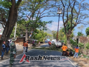 Wujud Kepedulian TNI, Babinsa Dampingi Penertiban Kayu yang Membahayakan Warg