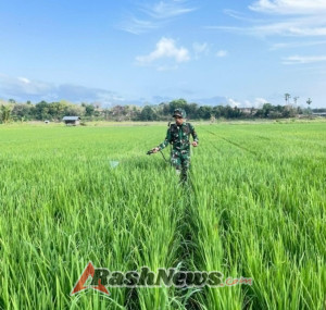 Wujud Kepedulian TNI, Babinsa Koramil 02/Rindi Umalulu Dukung Petani Semprot Padi
