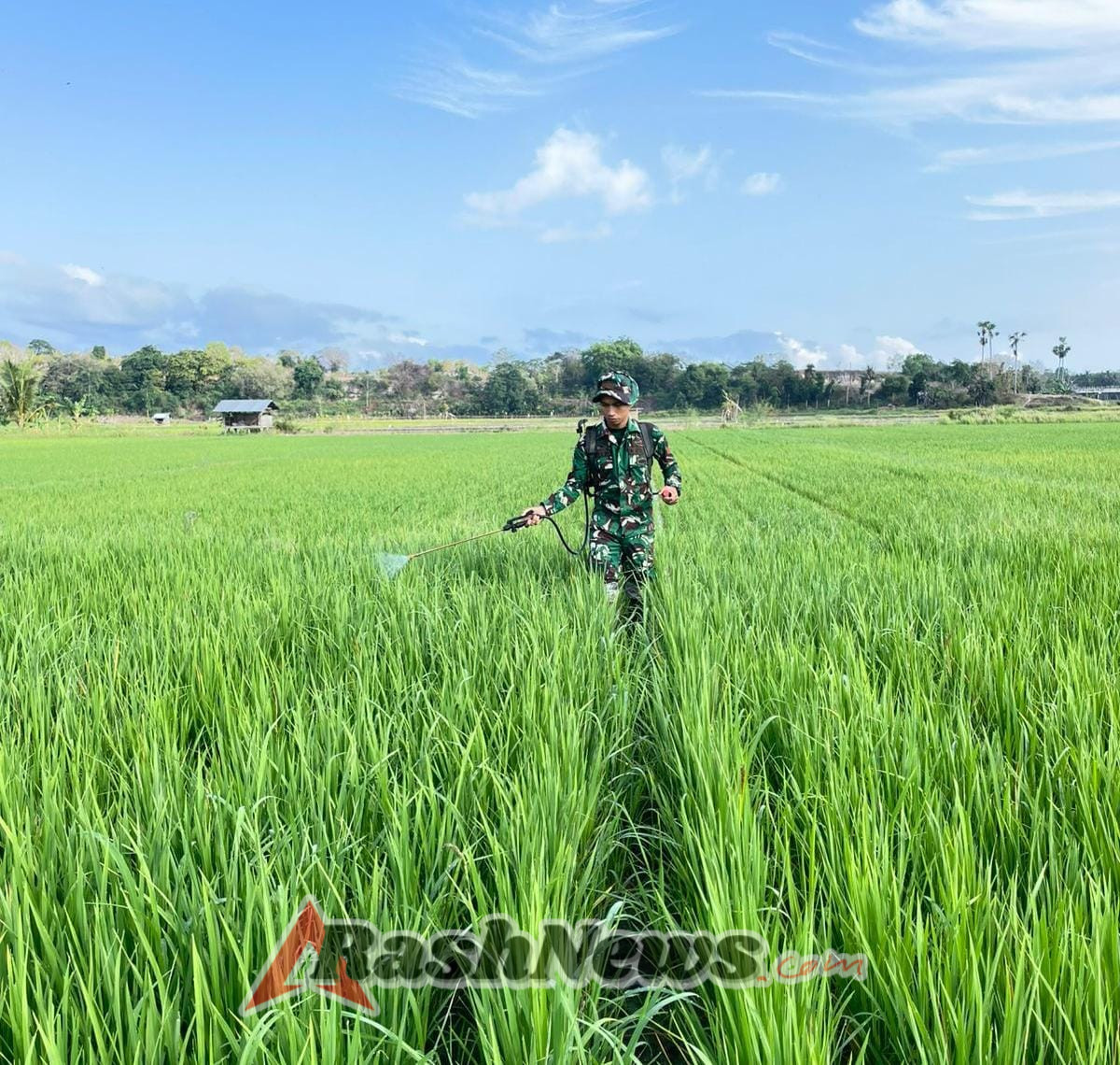 Wujud Kepedulian TNI, Babinsa Koramil 02/Rindi Umalulu Dukung Petani Semprot Padi