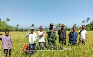 Babinsa dan Penyuluh Pertanian Bersatu Jaga Produktivitas Padi di Sumba Timur