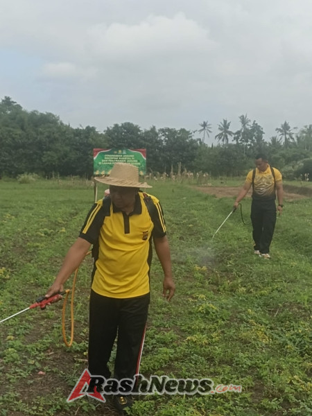 Polsek Marga Melaksanakan Perawatan Tanaman Jagung