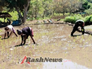 Serka Wagimin Turun ke Sawah, TNI Bantu Warga Desa Wolofeo Tanam Padi