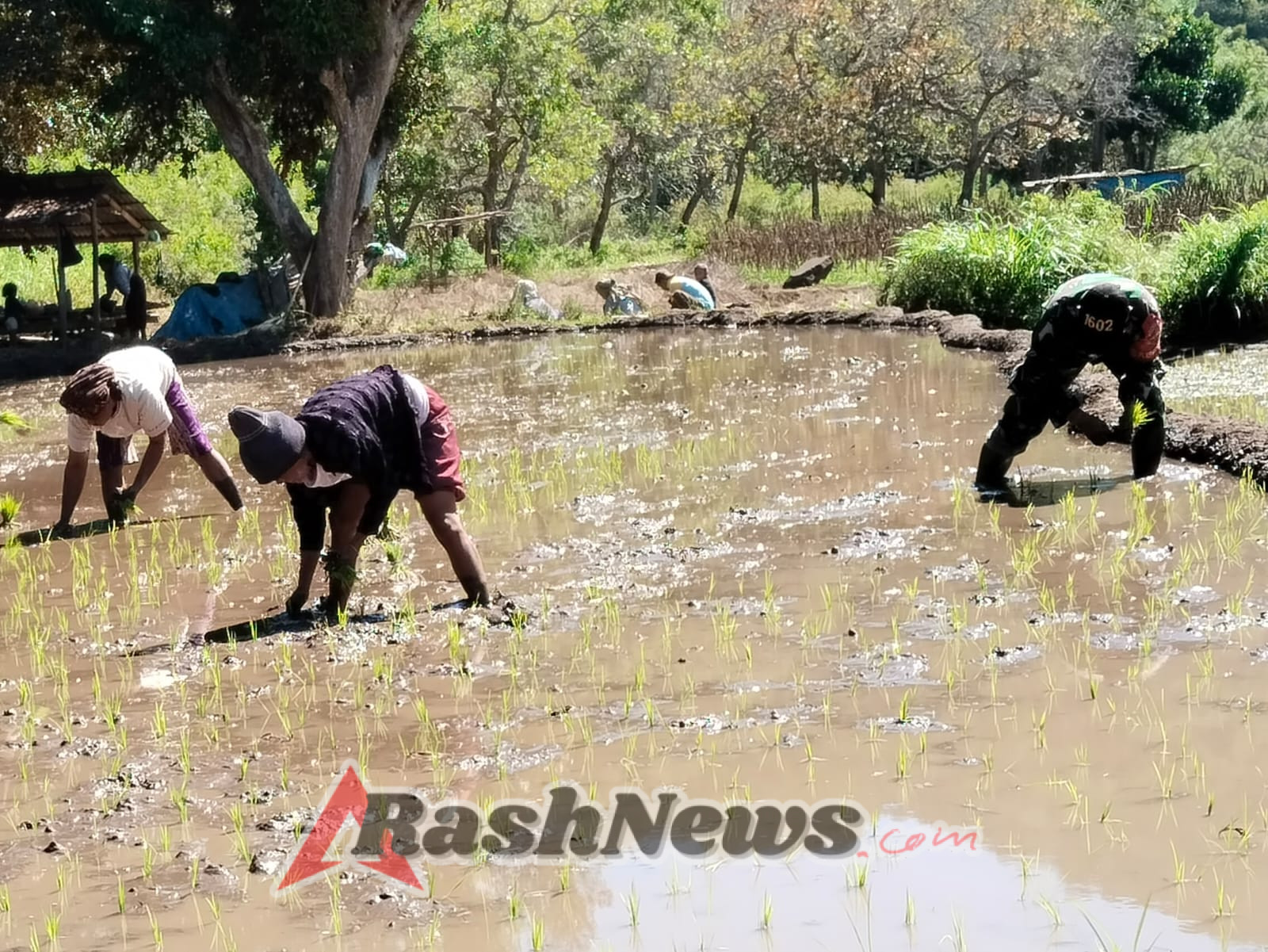 Serka Wagimin Turun ke Sawah, TNI Bantu Warga Desa Wolofeo Tanam Padi