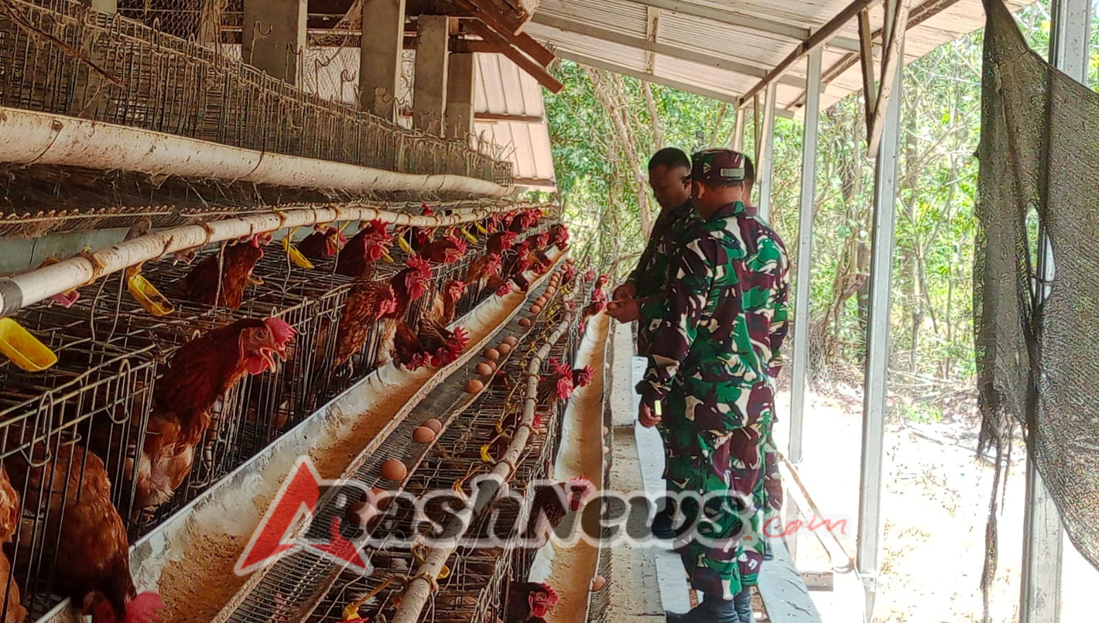 Ketahanan Pangan Nasional, TNI Dorong Inovasi Peternakan Ayam di Desa Kalabeso