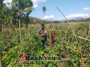 Pendampingan Babinsa Perkuat Produktivitas Pertanian Holtikultura