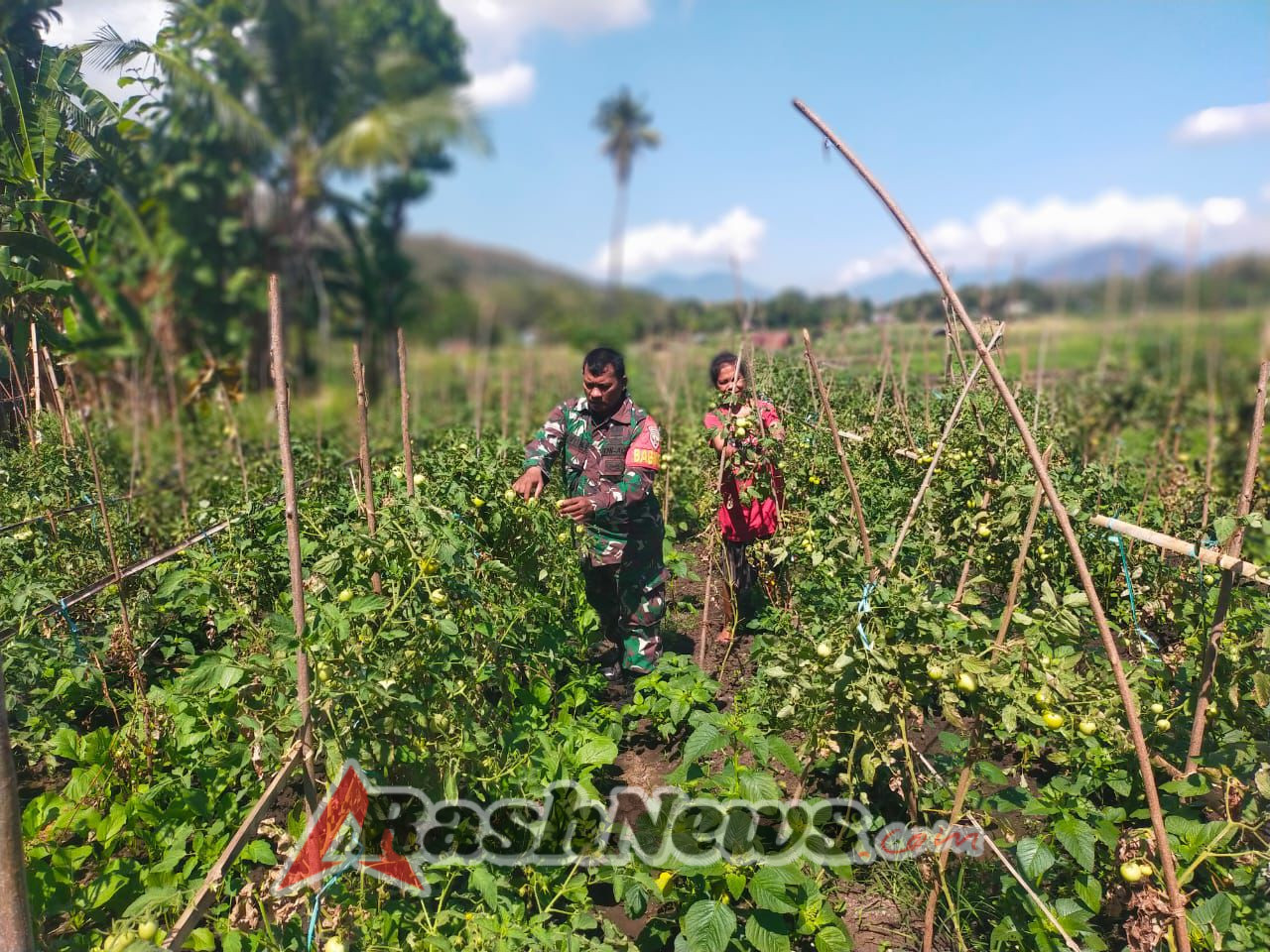 Pendampingan Babinsa Perkuat Produktivitas Pertanian Holtikultura