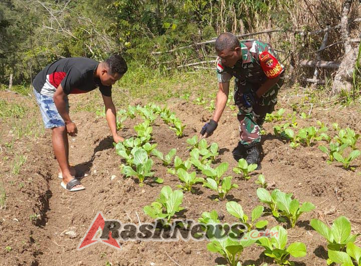 Babinsa Koramil 1618-02/Miobar Dampingi Petani Sayur di Desa Fatuneno