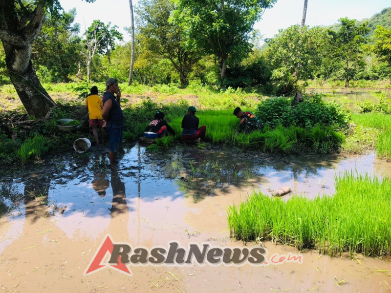Sinergi TNI dan Petani, Babinsa Nggongi Aktif Dukung Pertanian Warga
