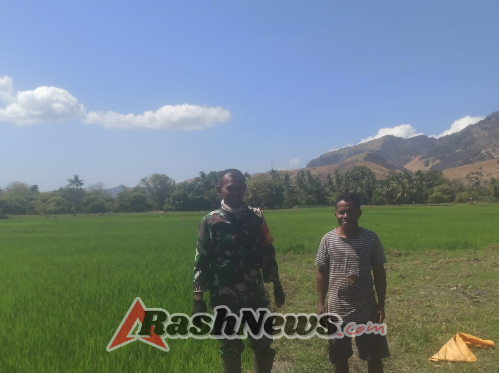 Babinsa Koramil 1602-04/Maurole Aktif Dampingi Petani Sawah dalam Pemantauan Tanaman