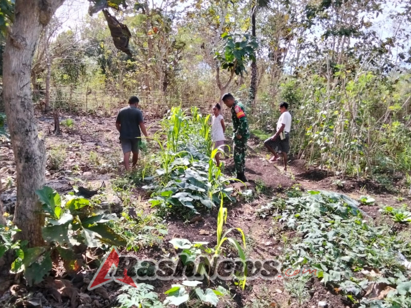 Babinsa Kopda Maximus Busoin Aktif Dampingi Petani Binaan di Desa Lemon