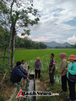 Sinergi Babinsa dan PPL Dorong Petani Sampir Tingkatkan Produktivitas Melalui Pemahaman Pupuk dan Hama