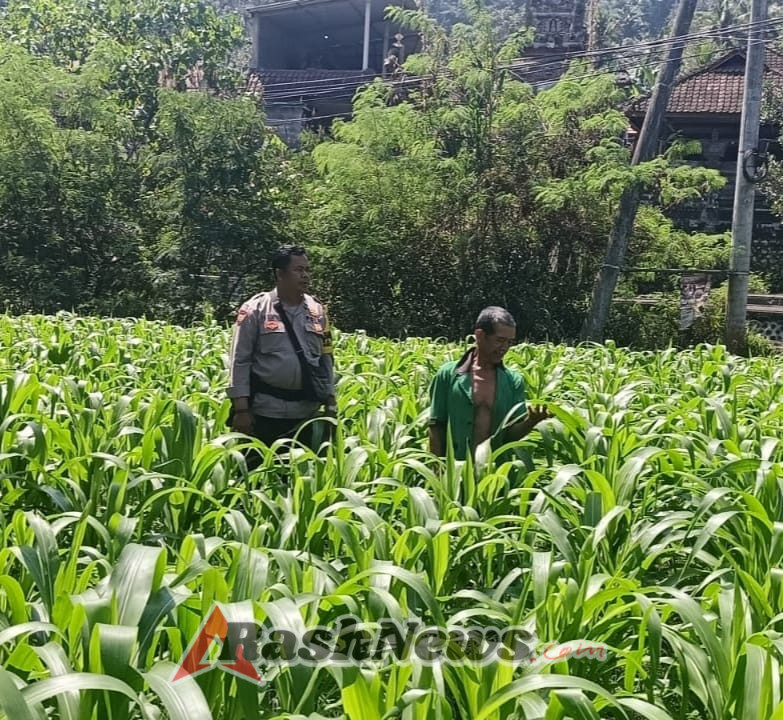 Pemantauan Perkembangan Tanaman Jagung oleh Polsek Sidemen