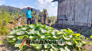 Tingkatkan Ketahanan Pangan, Babinsa dan Warga Bangun Pagar Kebun Pepaya di Aesesa Selatan