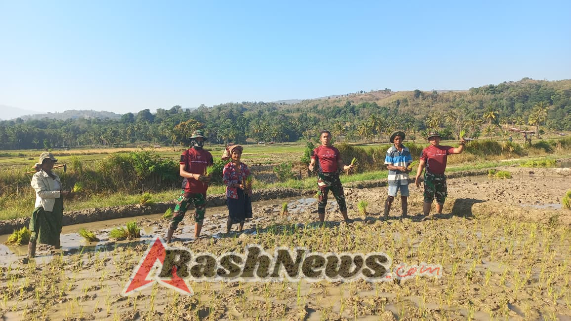 Bentuk Perhatian Kepada Masyarakat Binaan, Satgas Pos Maubusa Turut Bantu Taman Padi di Desa Asumanu