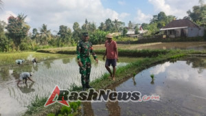 Babinsa Koramil 1626-01/Bangli Bersama Petani Gelar LTT di Subak Munggu Desa Bunutin