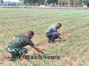 Letkol Inf Ignasius Hali Sogen Dorong Petani Lewat Kebun Percontohan Kodim 1613/Sumba Barat