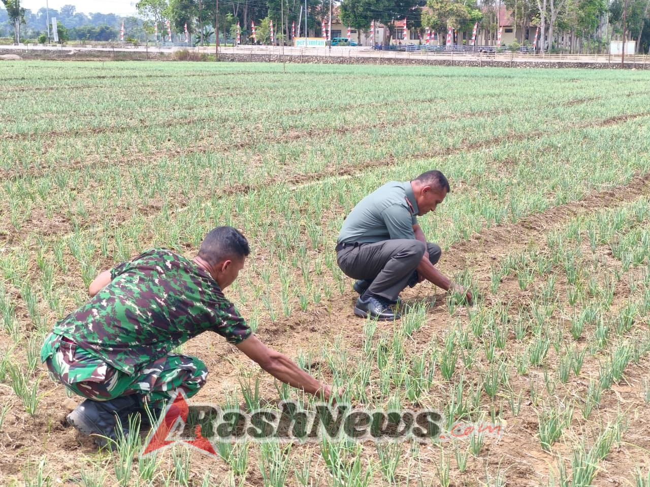 Letkol Inf Ignasius Hali Sogen Dorong Petani Lewat Kebun Percontohan Kodim 1613/Sumba Barat
