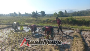 Satgas Pos Maubusa Turun Langsung Bantu Masyarakat Binaan Tanam Padi di Sawah Perbatasan