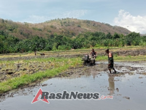 Sinergi Babinsa dan Petani Wujudkan 23 Hektare Lahan Padi di Lembur