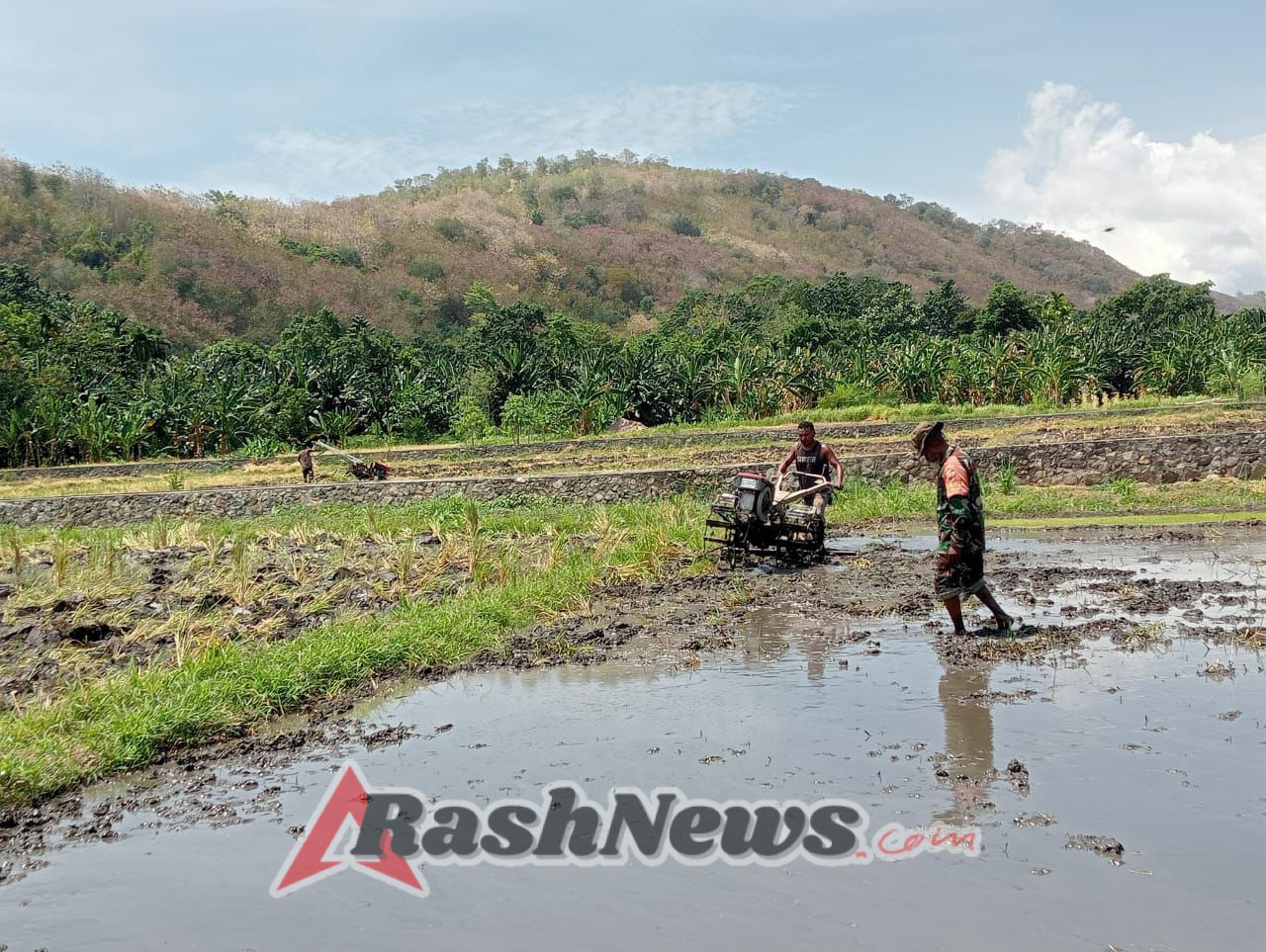 Sinergi Babinsa dan Petani Wujudkan 23 Hektare Lahan Padi di Lembur