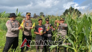 Panen Jagung di Ubud, Kapolsek Ubud: Wujud Nyata Dukungan Polri dalam Mewujudkan Ketahanan Pangan Nasional