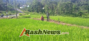 Babinsa Koramil 1612-08/Macang Pacar Hadir di Lahan Pertanian, Bantu Petani Antisipasi Serangan Hama”