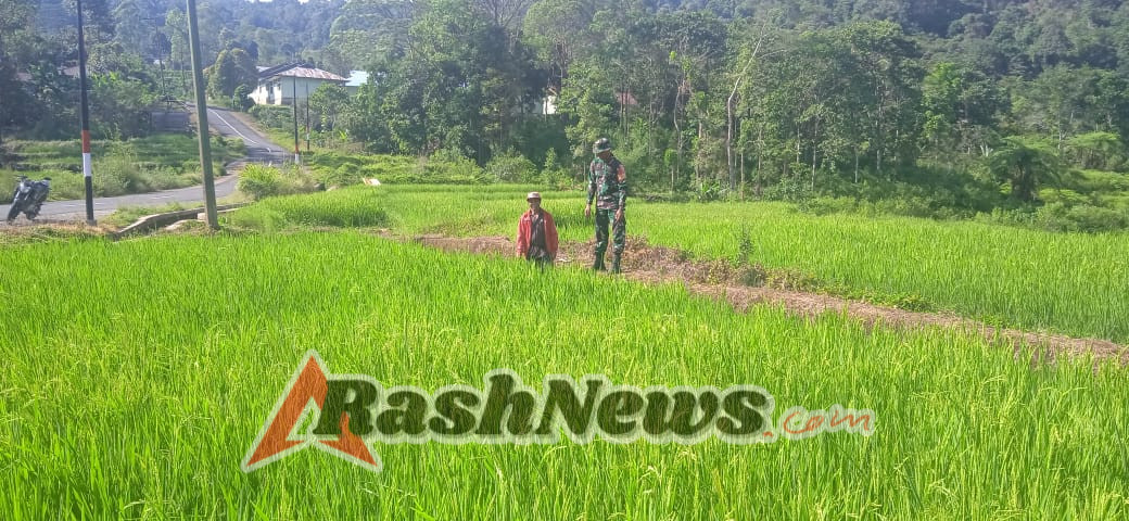 Babinsa Koramil 1612-08/Macang Pacar Hadir di Lahan Pertanian, Bantu Petani Antisipasi Serangan Hama”