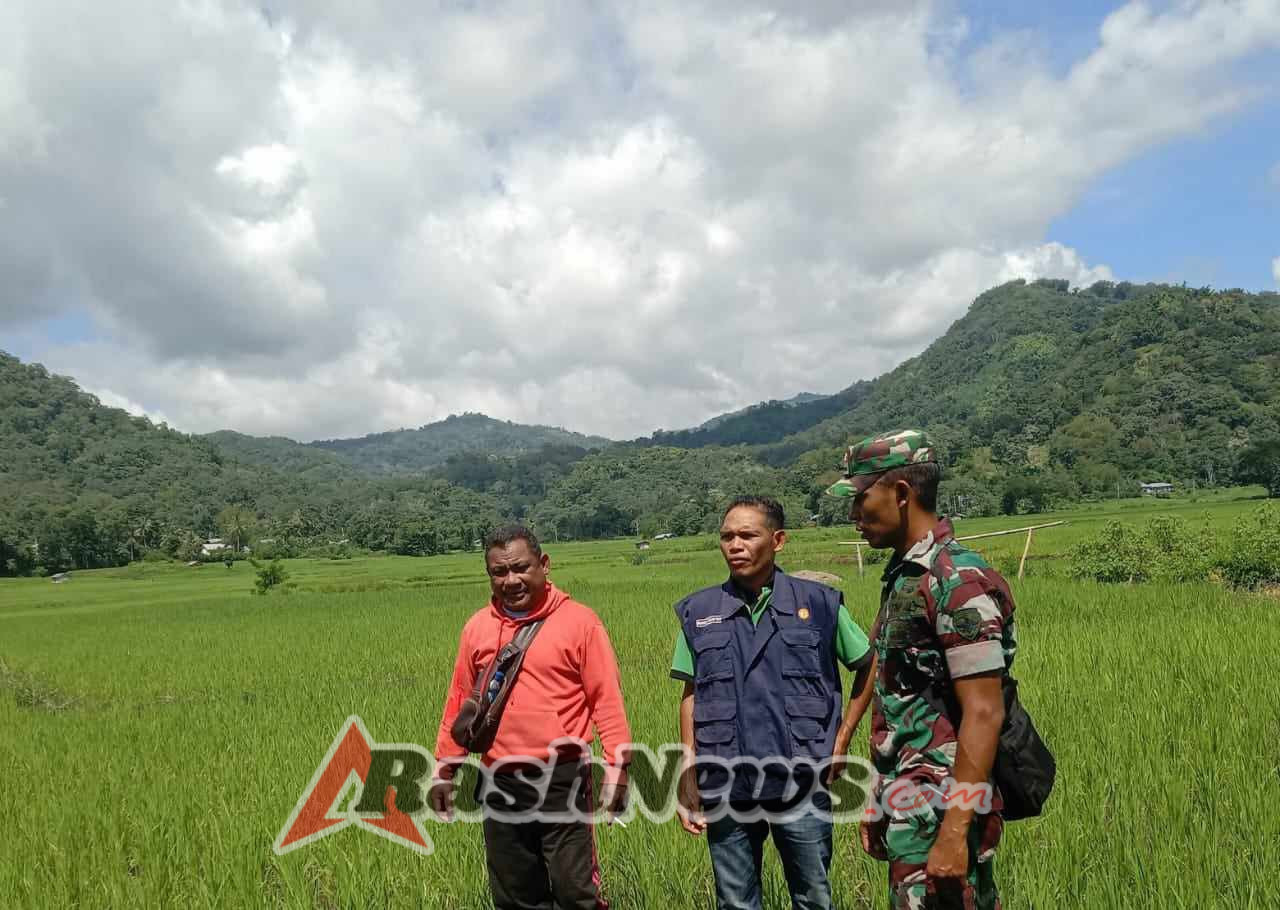 Babinsa koramil 1612-05/Elar Posramil Wukir Aktif Dampingi Petani di Manggarai Timur