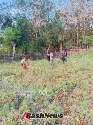 TNI Hadir di Tengah Masyarakat, Babinsa Bantu Panen dan Beri Edukasi Petani