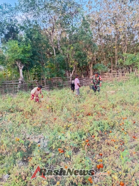 TNI Hadir di Tengah Masyarakat, Babinsa Bantu Panen dan Beri Edukasi Petani