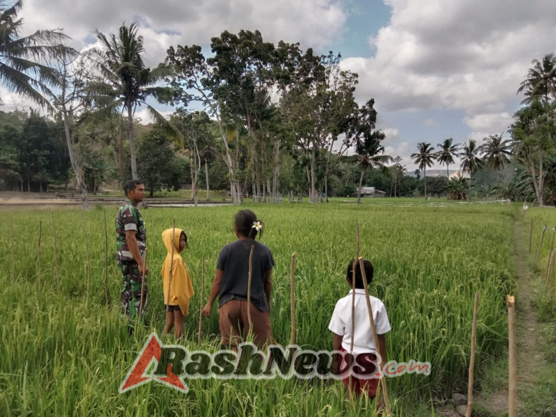 Babinsa dan Petani Bersinergi Pantau Tanaman Padi di Kecamatan Kambera