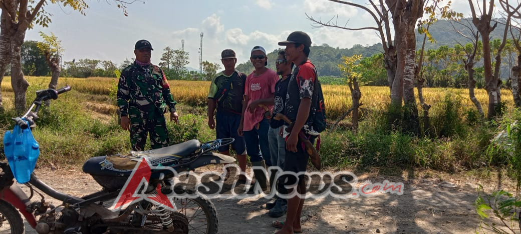 Babinsa Hu’u Dorong Penyerapan Gabah Petani Desa Daha