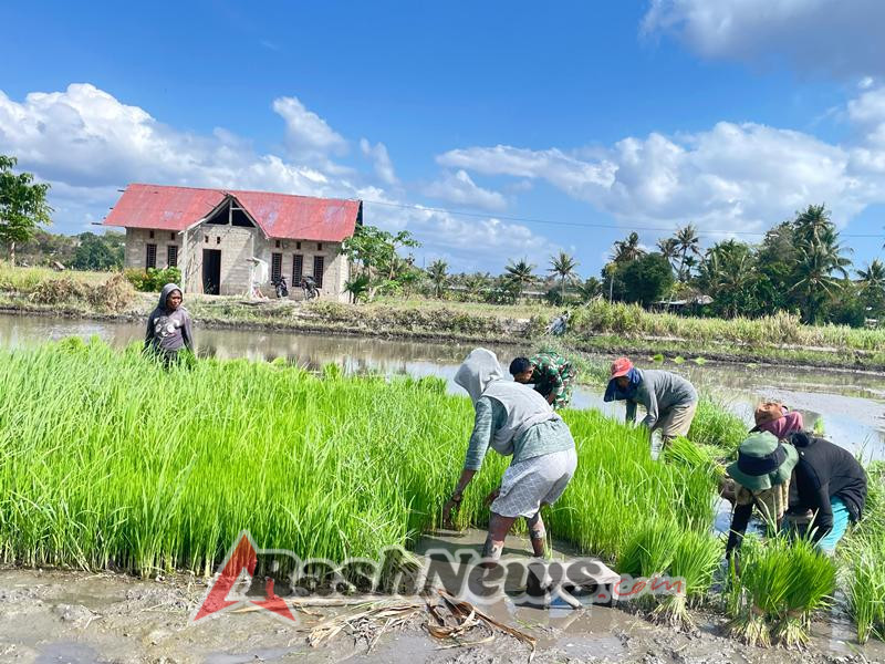 Persiapan Masa Tanam,Babinsa Pratu Ansen Bantu Petani Cabut Bibit Padi