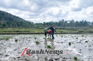 Babinsa dan Warga Desa Praingkareha Tanam padi Bersama warga