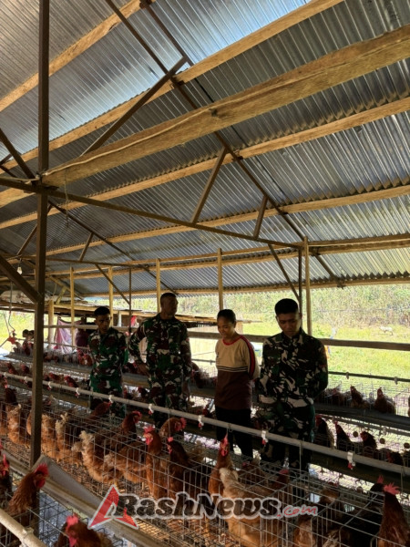 Kerja Sama Kompi Perternakan Yonif TP 834/WM dan Masyarakat dalam Pengembangan Peternakan Ayam Petelur.