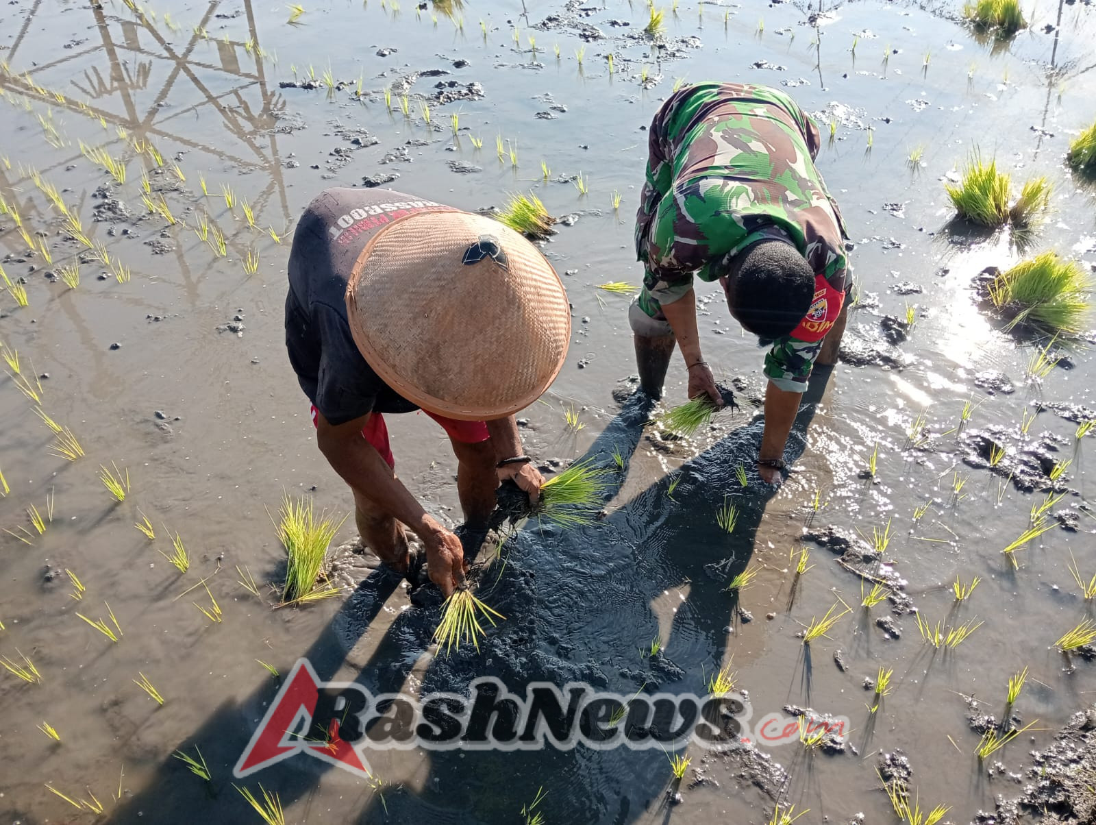 Tanam Padi di Desa Maurole, Babinsa Pererat Kemanunggalan dengan Rakyat