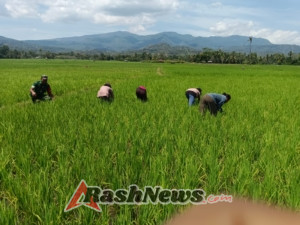 Babinsa dan Kelompok Tani Lande Kapa Bersinergi Bersihkan Lahan untuk Pertanian Produktif