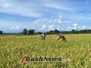 Babinsa Jadi Sahabat Tani: Koramil Dorong Produktivitas Lahan Pertanian