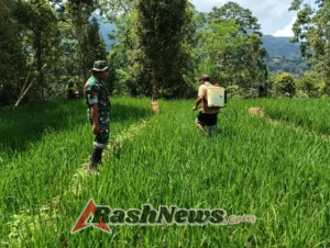 Sinergi TNI-Petani, Babinsa Macang Pacar Dukung Perawatan Padi di Manggarai Barat