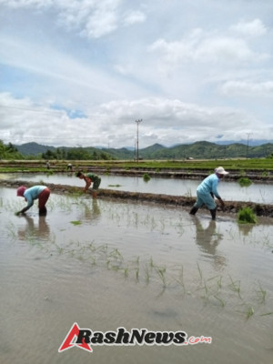 Pendampingan Pertanian: Babinsa Jadi Sahabat Petani di Manggarai Barat