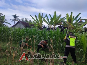Kapolsek Selemadeg barat pimpin perawatan tanaman Jagung usia 1 bulan di Desa Selabih