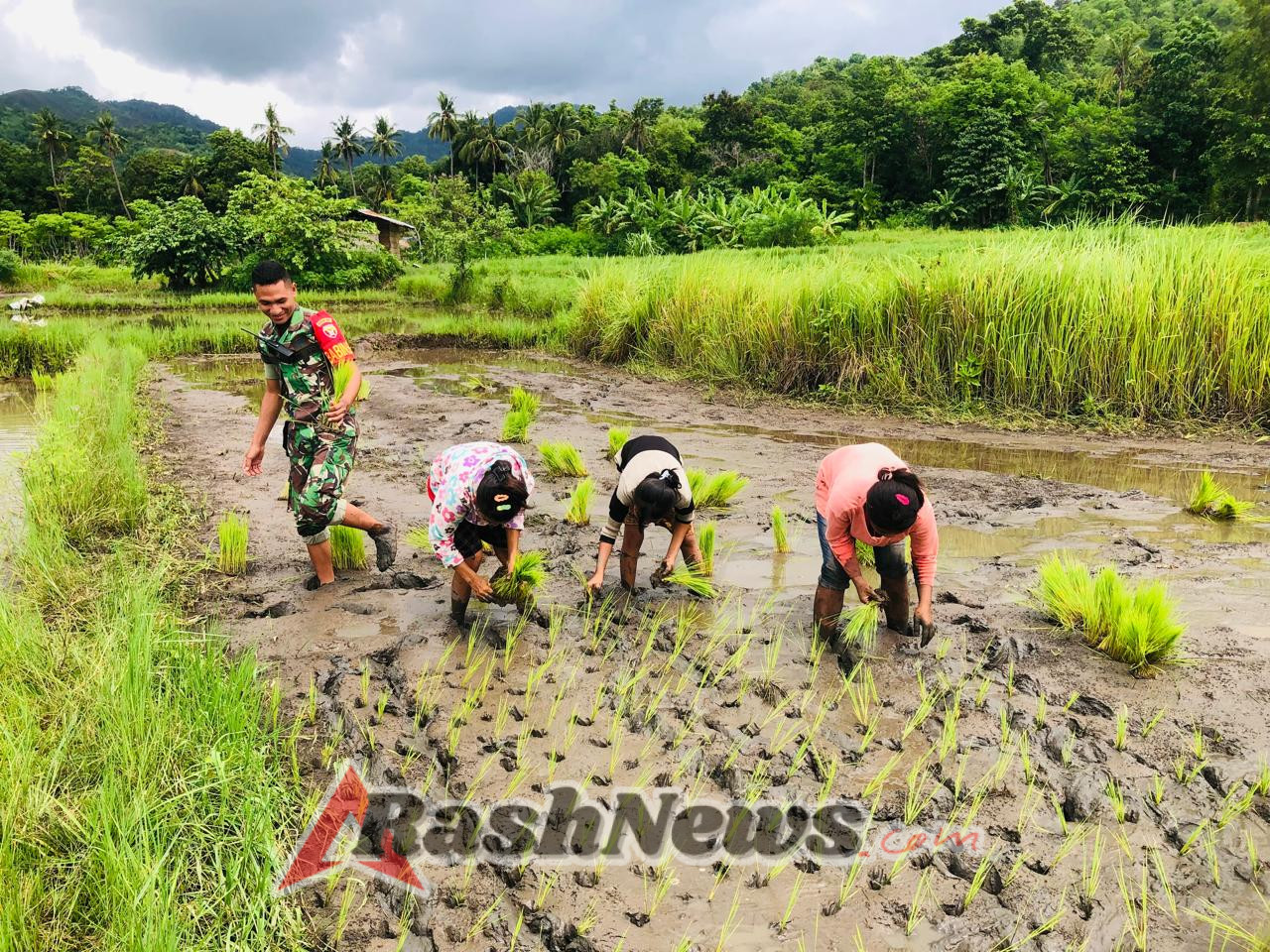 Babinsa Koramil 06/Karera Turun Langsung ke Sawah di Desa Nangga